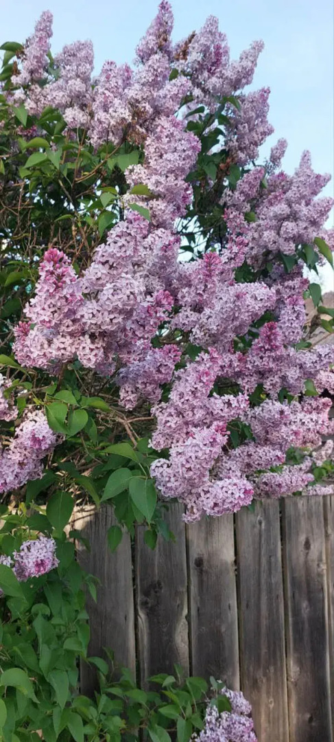 База отдыха Алтайская Роза
