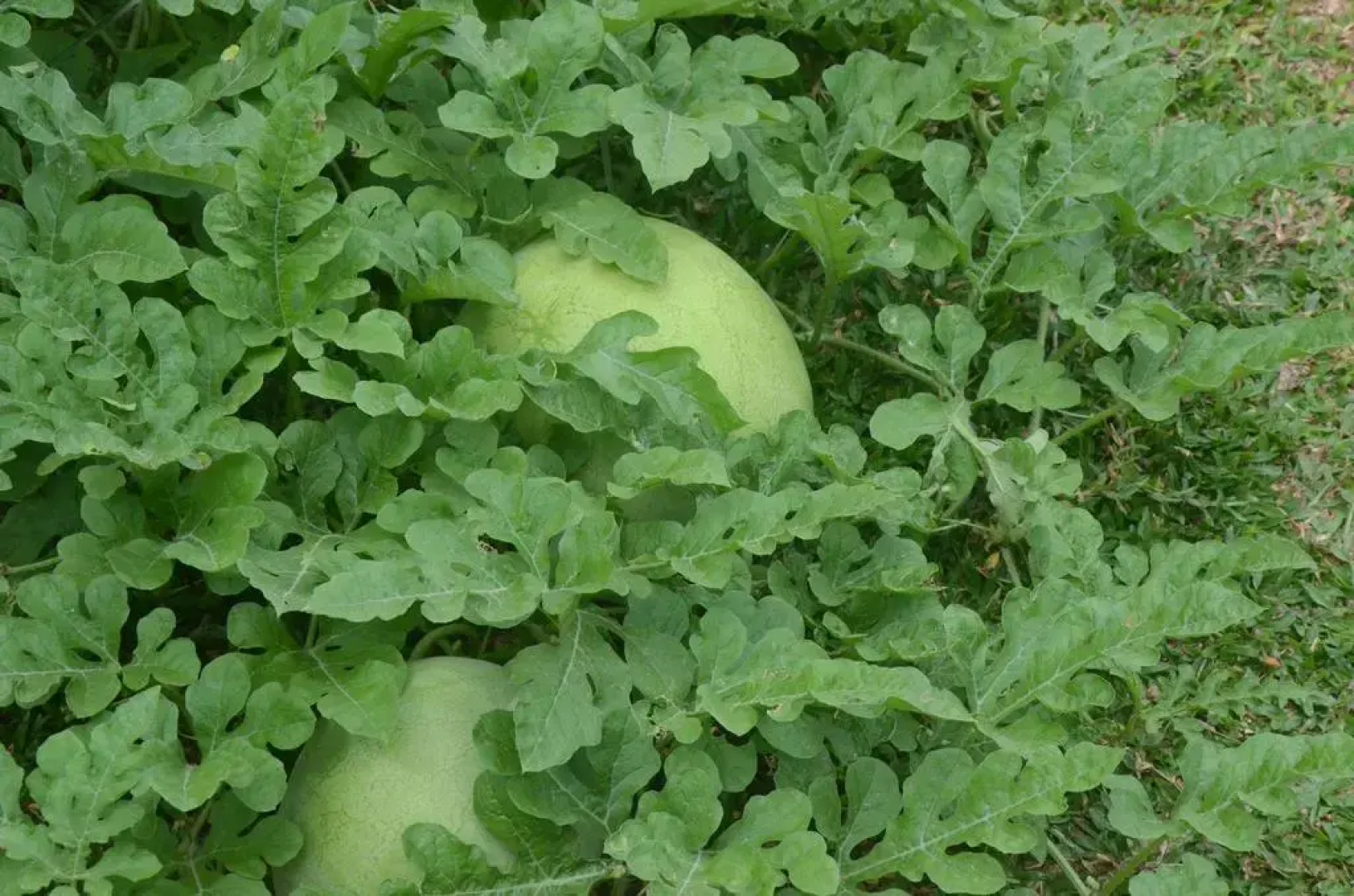 Отель The Airport Villa