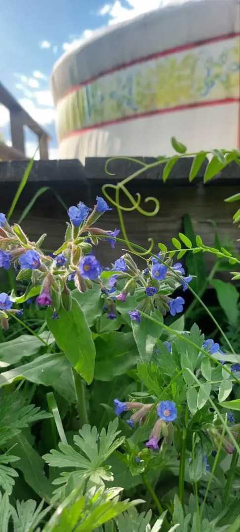 База отдыха Алтайская Роза