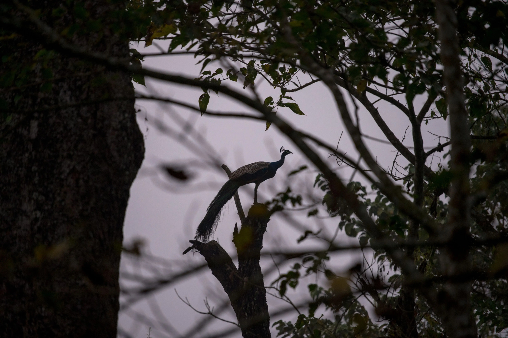 Кемпинг Tigertops Elephant Camp