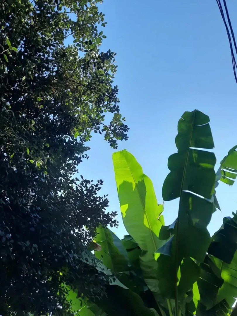 Гостевой дом Эвкалипт