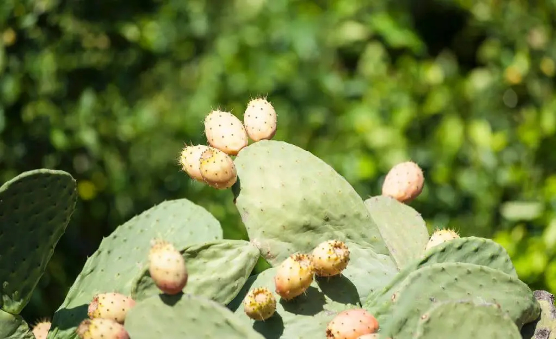 Отель B&B La Casa del Ficus