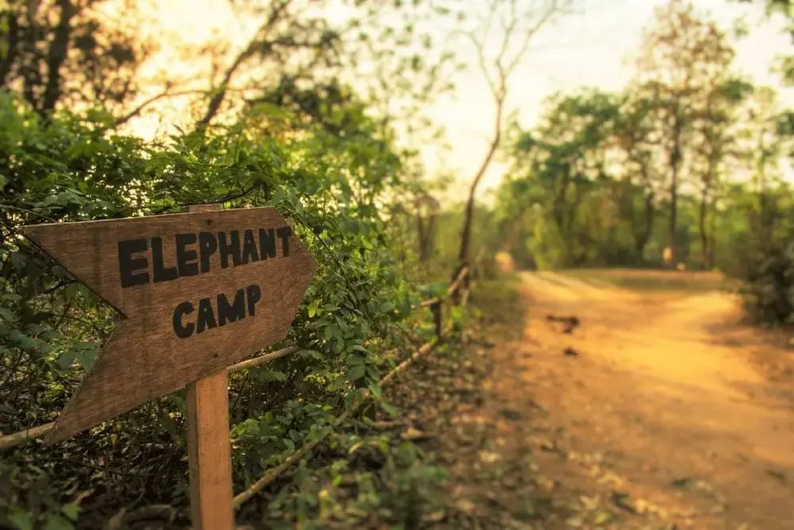 Кемпинг Tigertops Elephant Camp