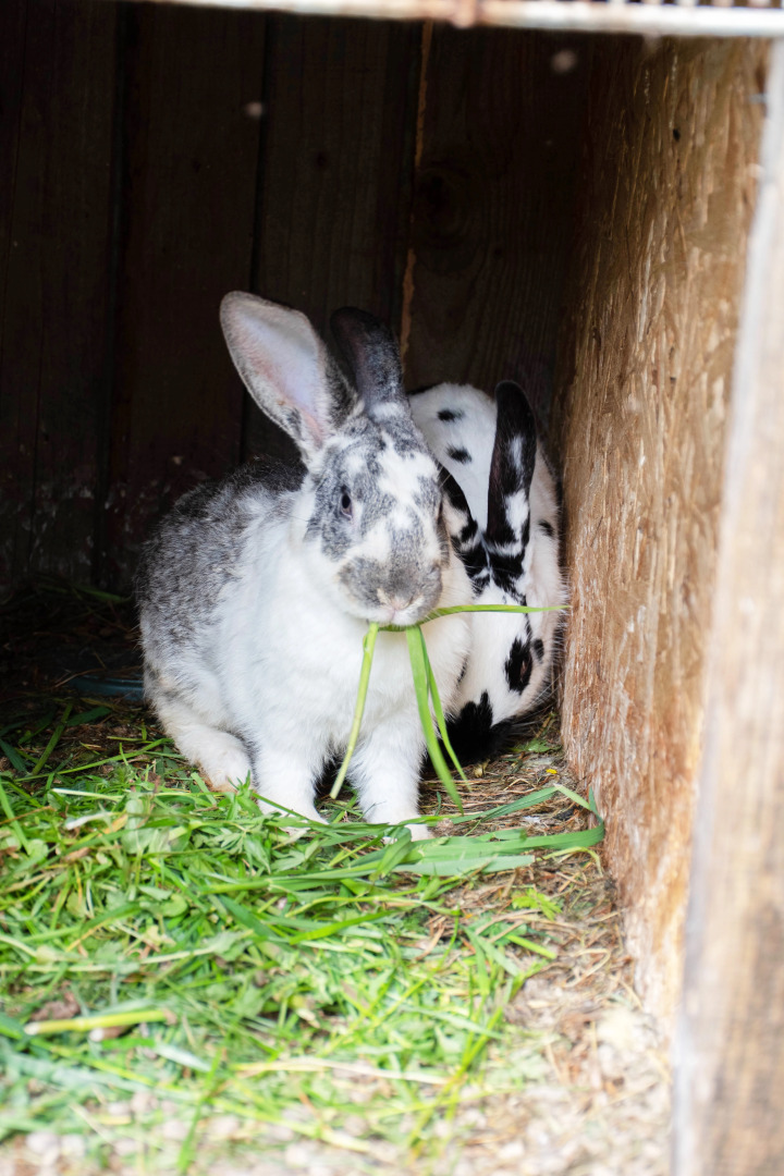 Коттедж Новгородская Деревня