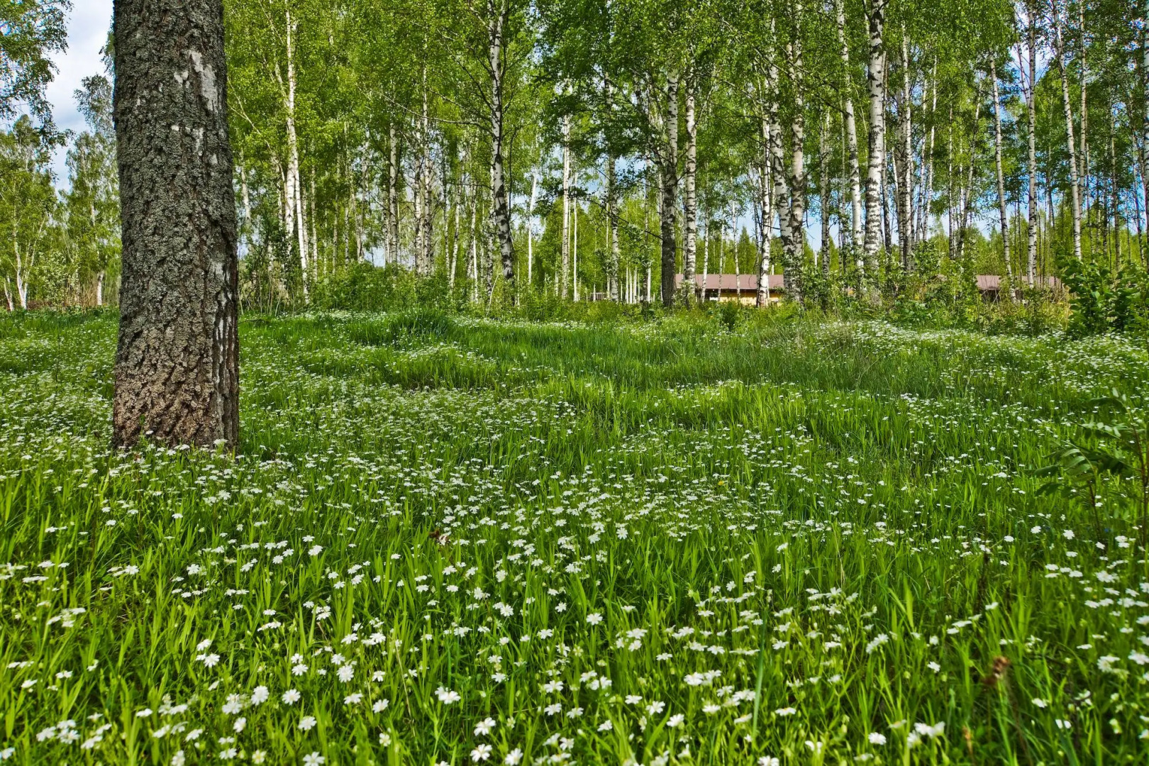Семейный отель Лесной берег
