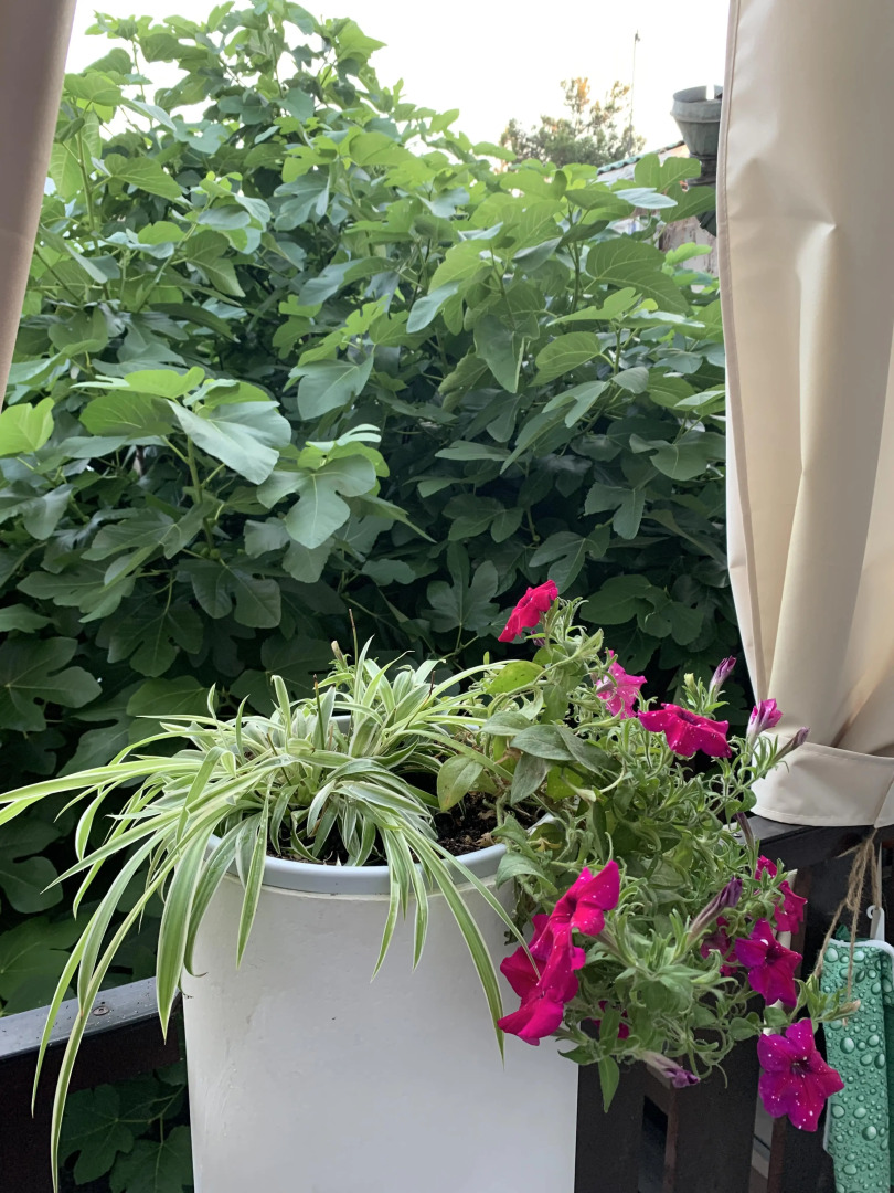 Гостевой дом Инжир