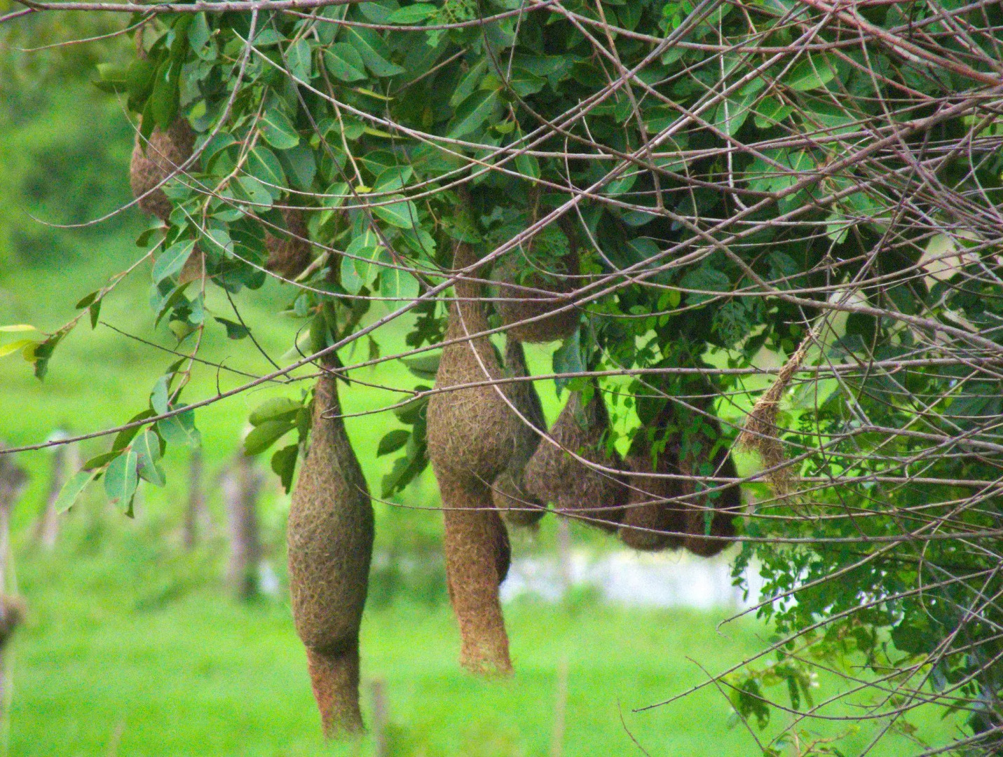 Курортный Отель Heina Nature Resort & Yala Safari