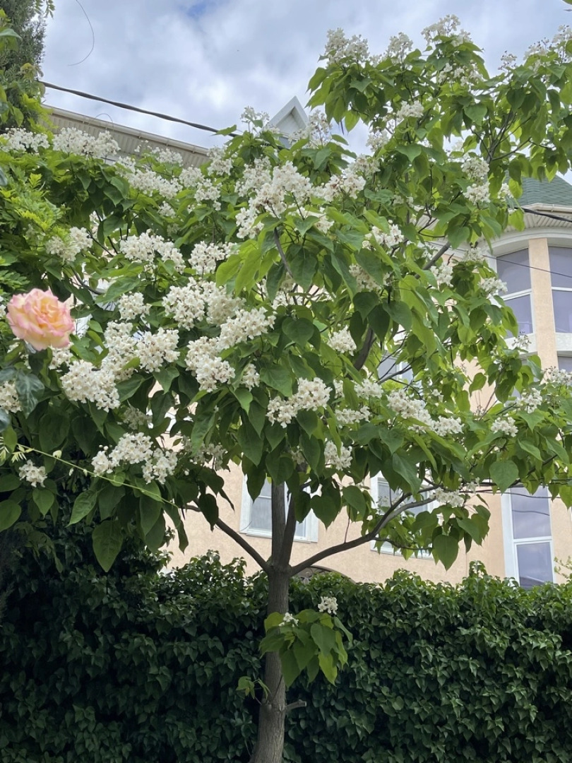 Мини-Отель Kunesh