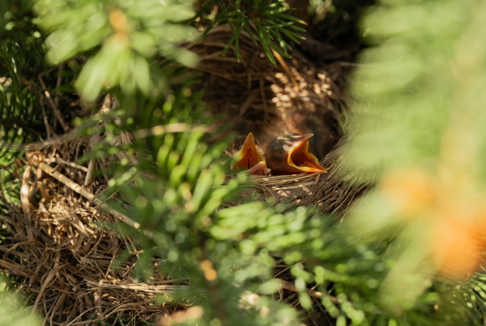 Гостевой дом Эко-отель Агдам