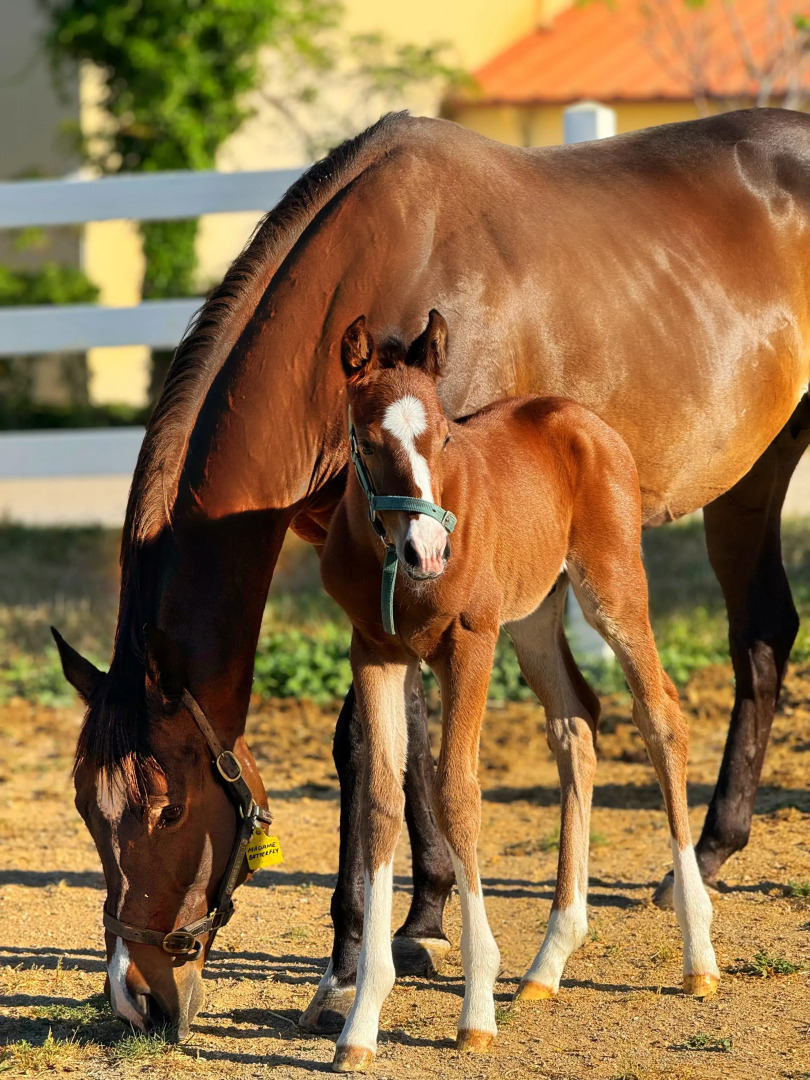 Отель Emirsoy Harası