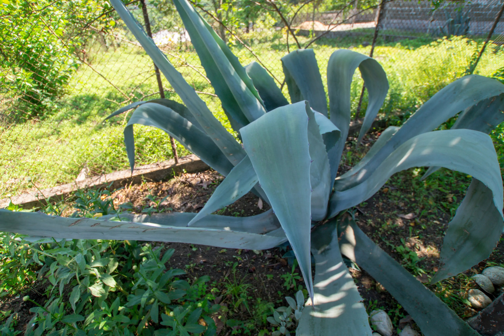 Гостевой дом Irakli Guest House