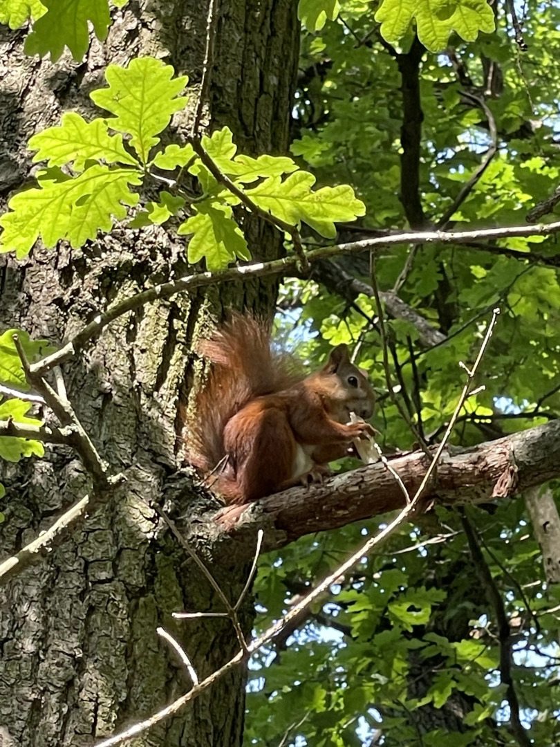 Квартира в центре Светлогорска