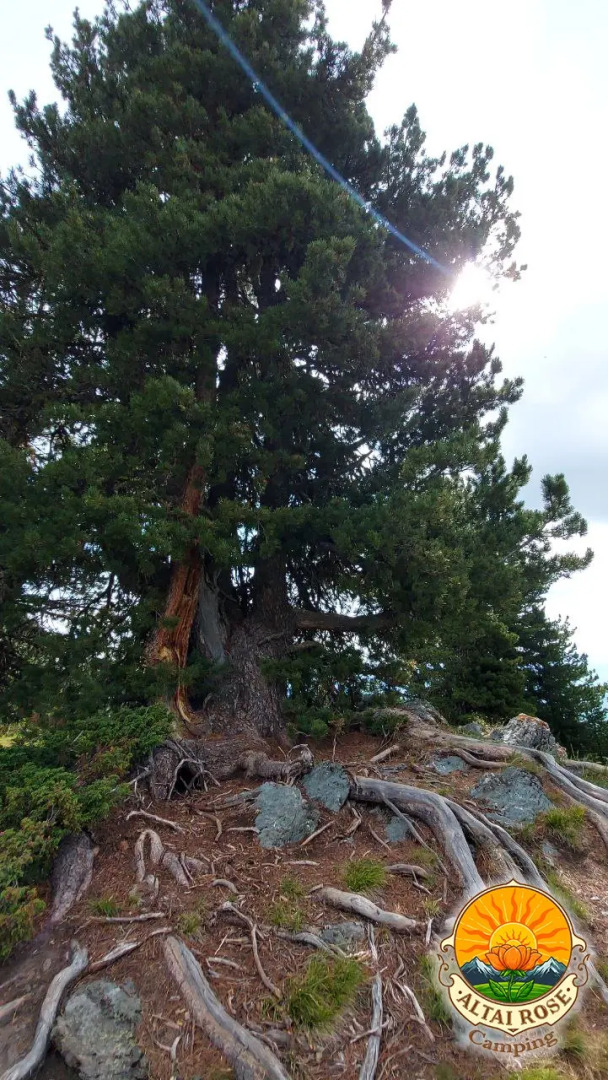 База отдыха Алтайская Роза