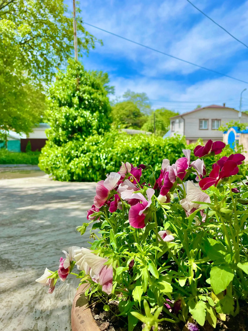 Апартаменты Лебедь