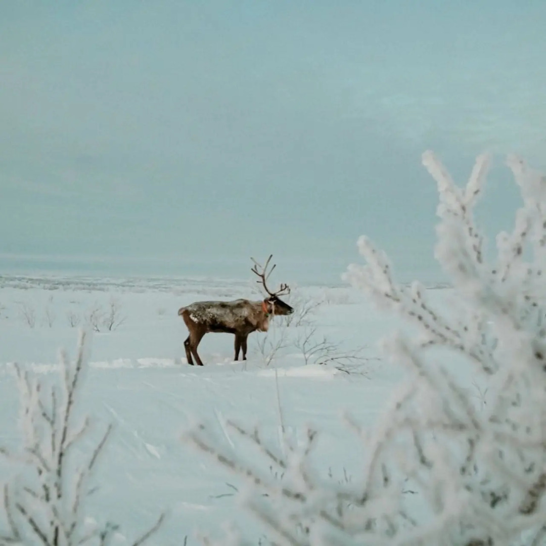 Гостевой дом усадьба Канентъявр