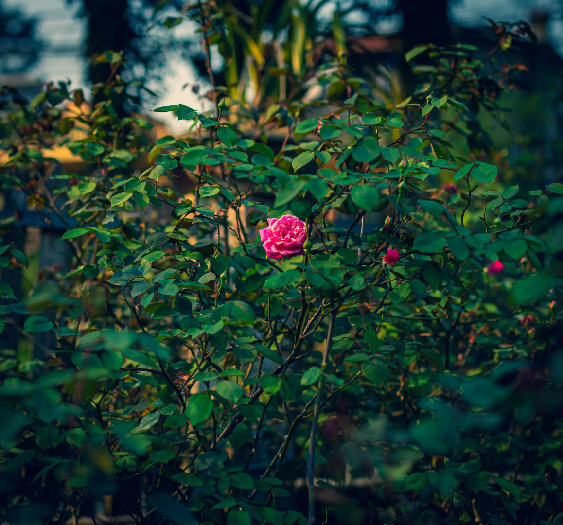 Гостевой дом Green Sapa Homestay