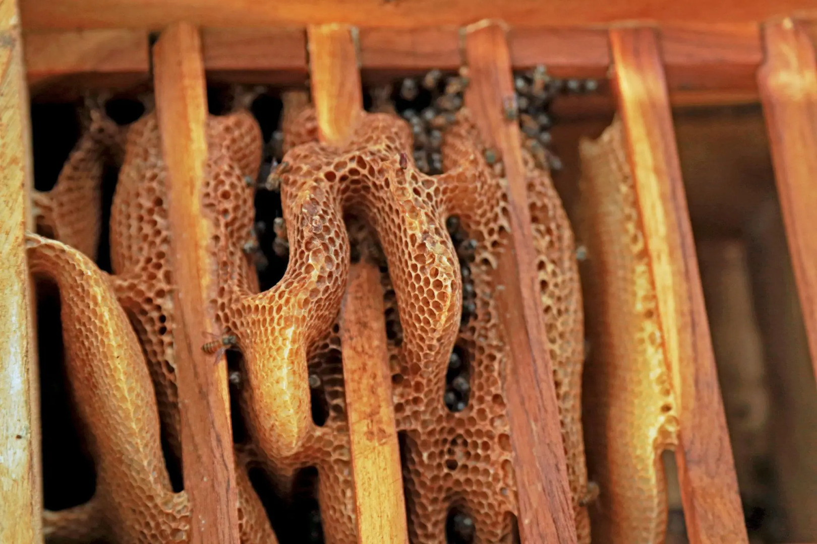 Курортный Отель Heina Nature Resort & Yala Safari