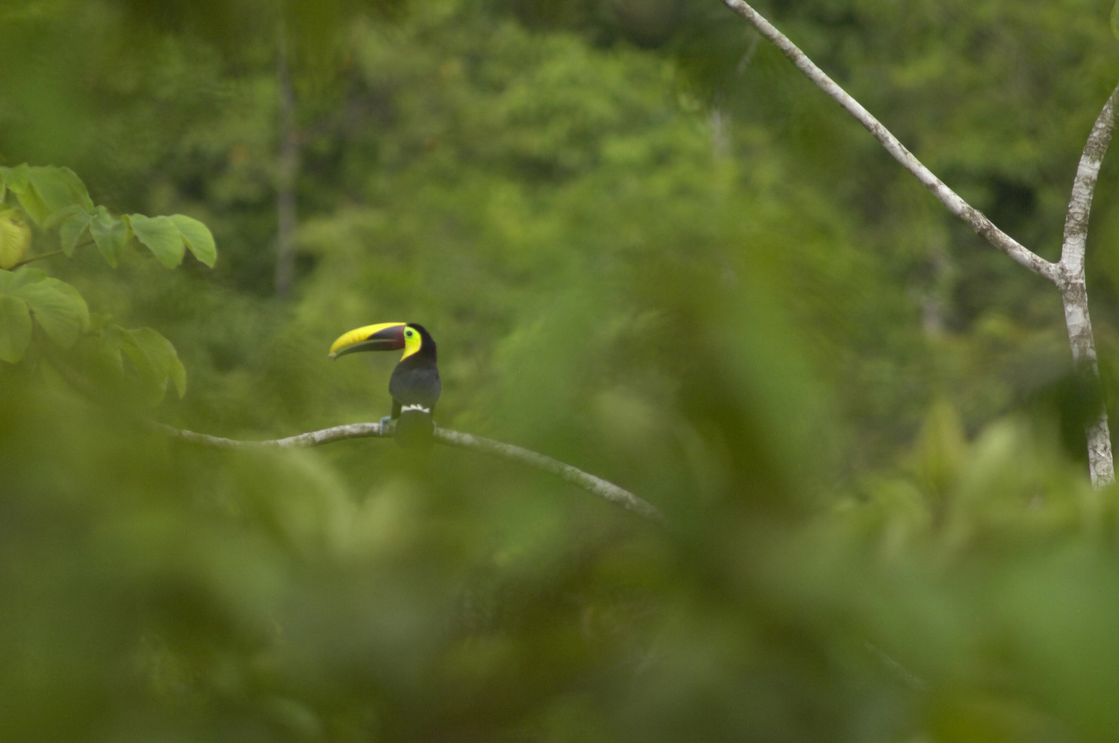 Отель Casa Drake Lodge