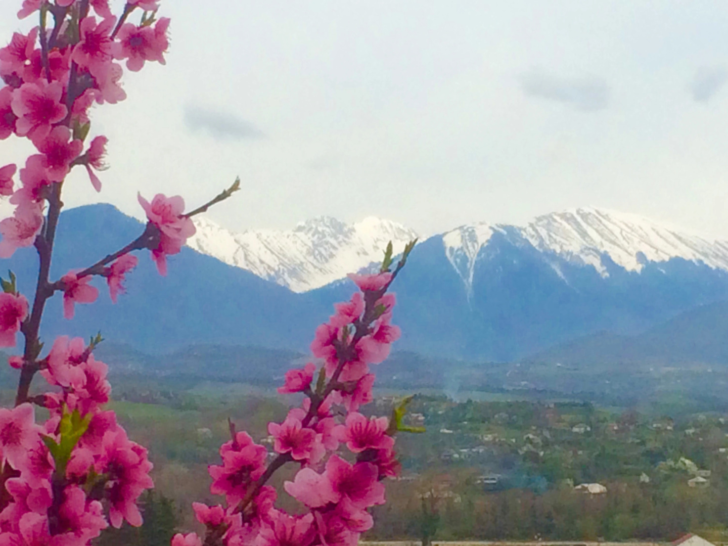 Апарт-отель Арабика