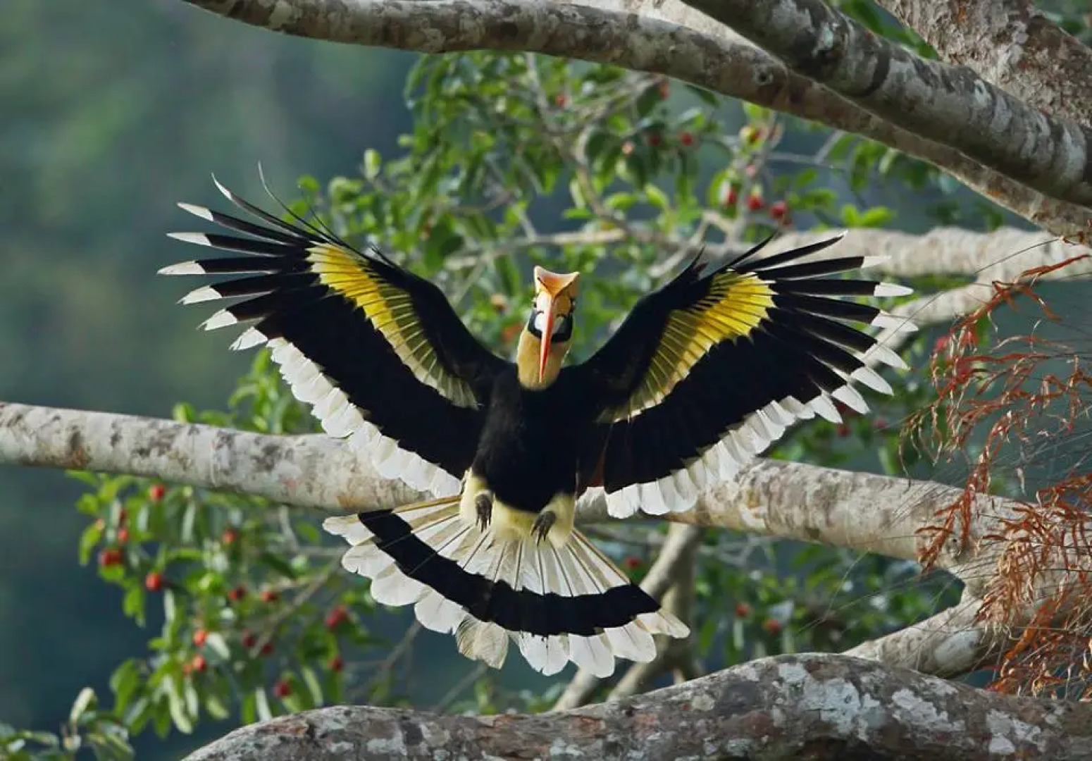 Moon Hill Resort Munnar ( Nature Retreat )