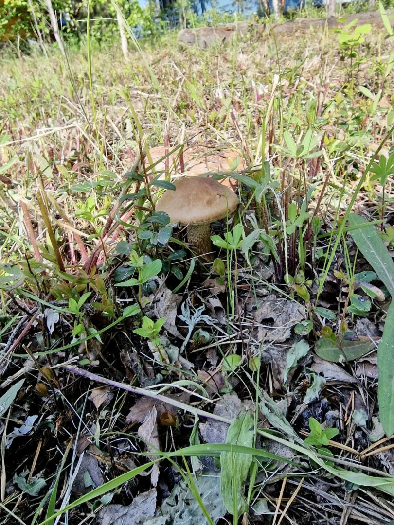 Частный дом Шишкин дом в 15 минутах от Северодвинска