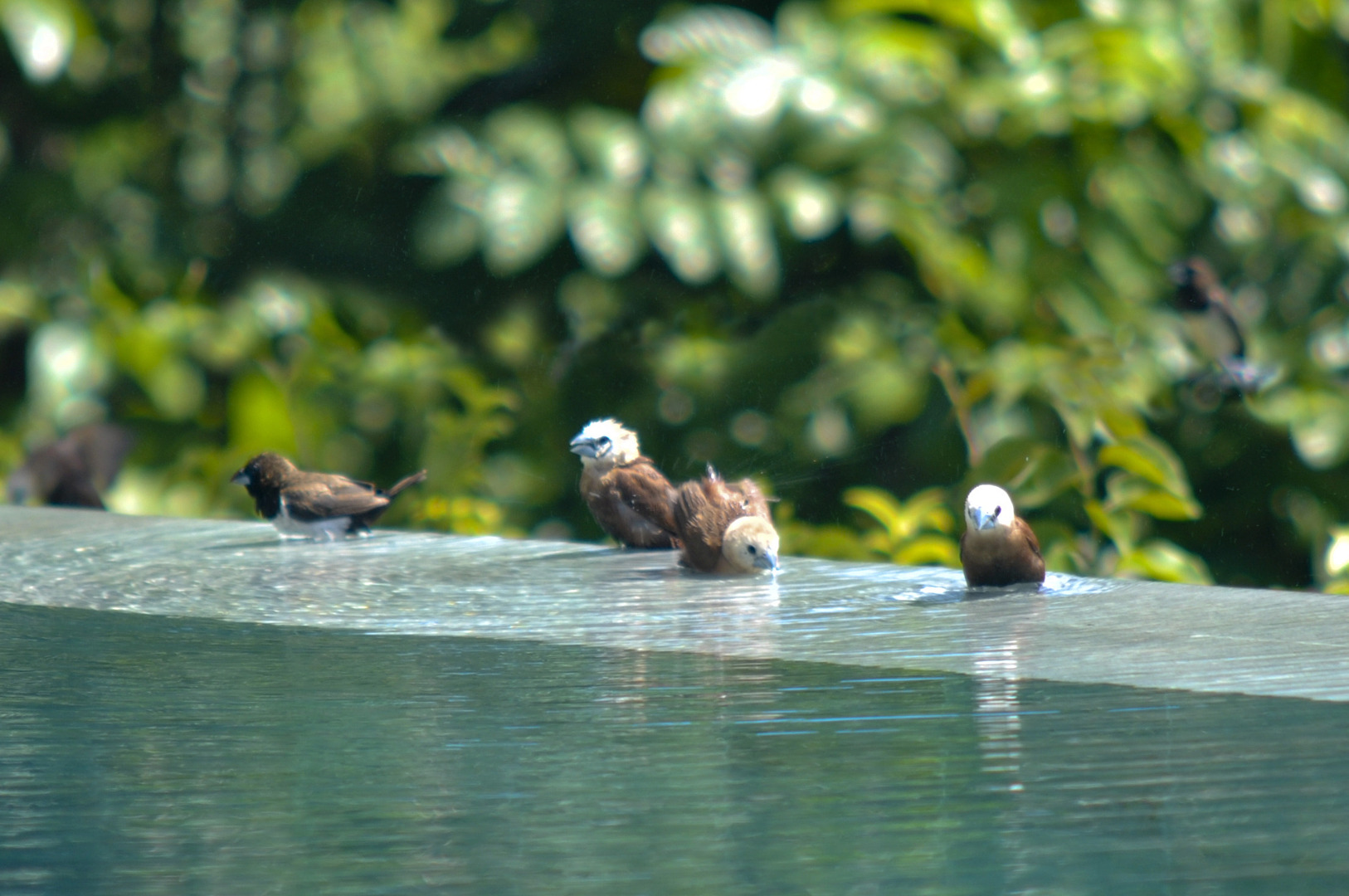Вилла Ashoka Canggu