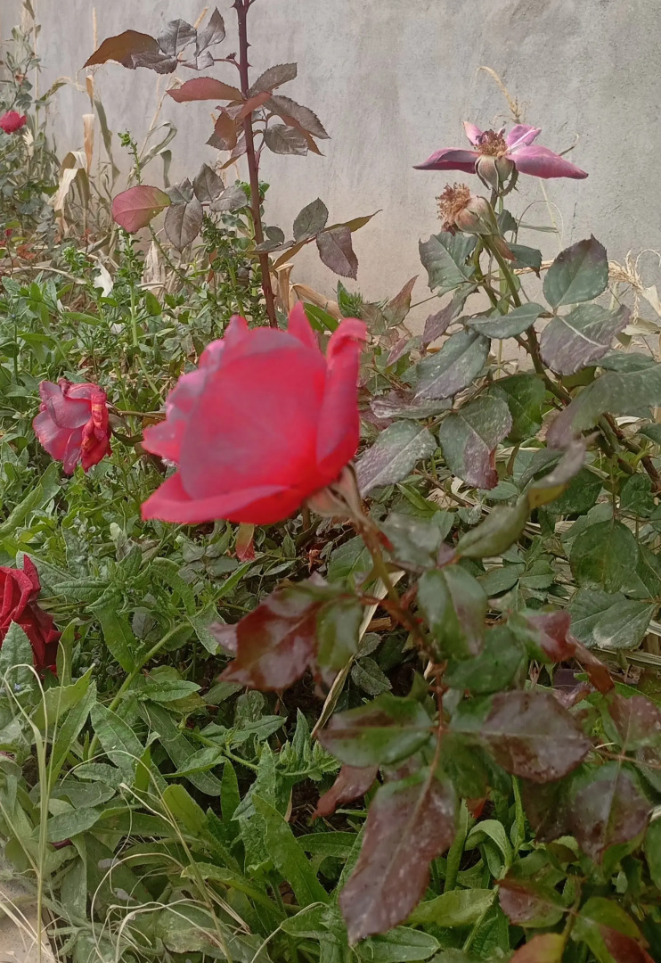 Апарт-отель Veni Vedi