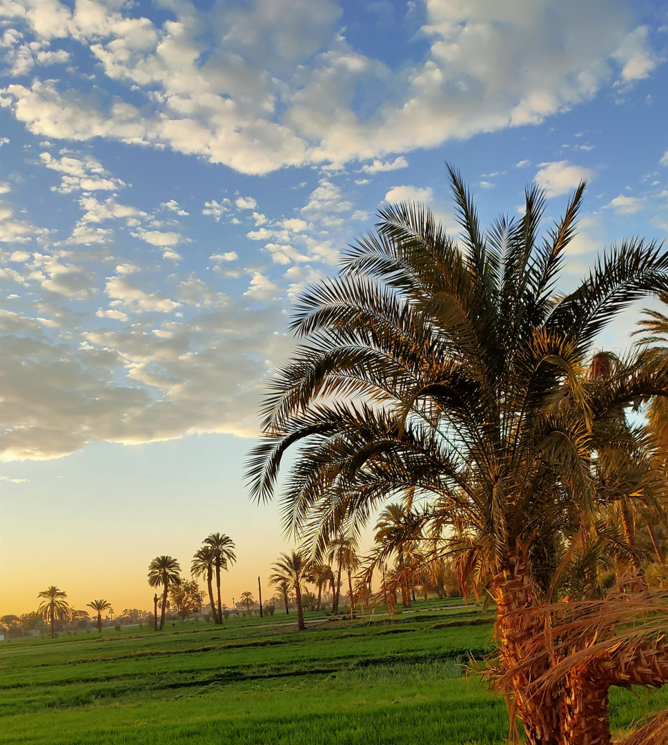 Ферма Esna House