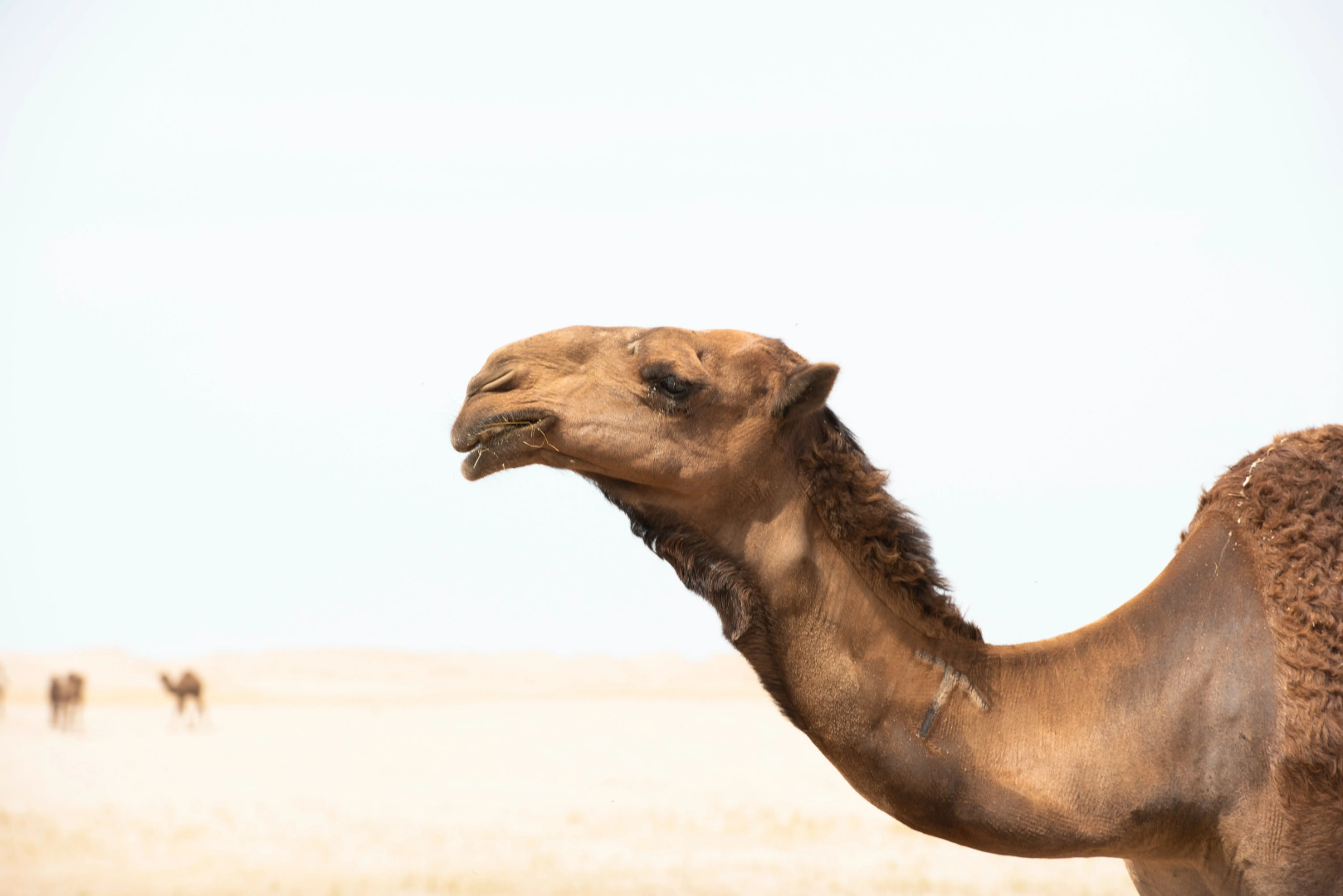 Кемпинг Aroma Desert Safari