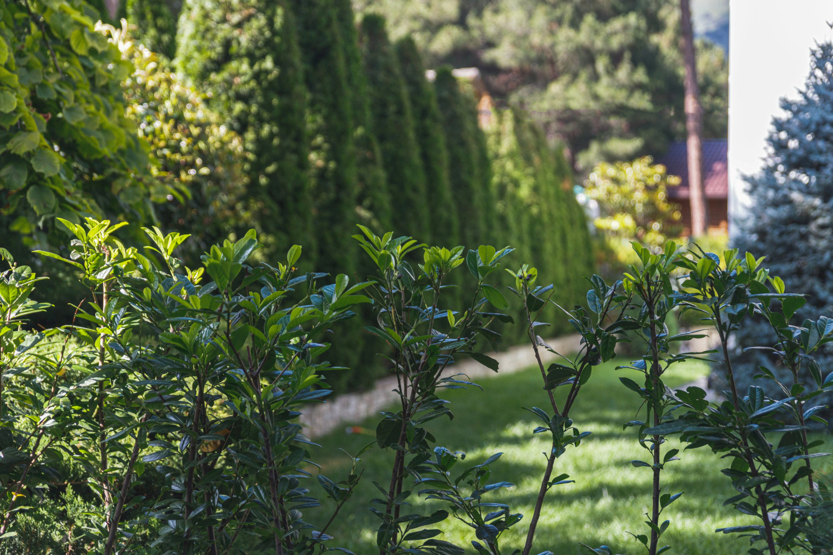 Отель Диона