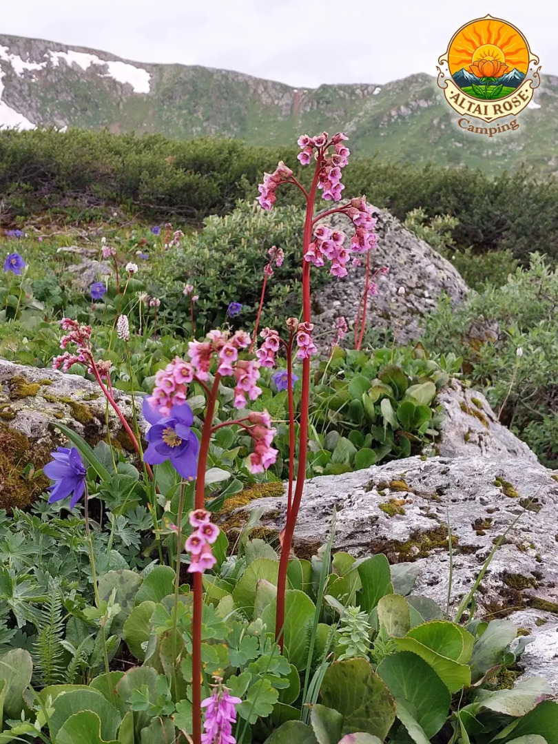 База отдыха Алтайская Роза