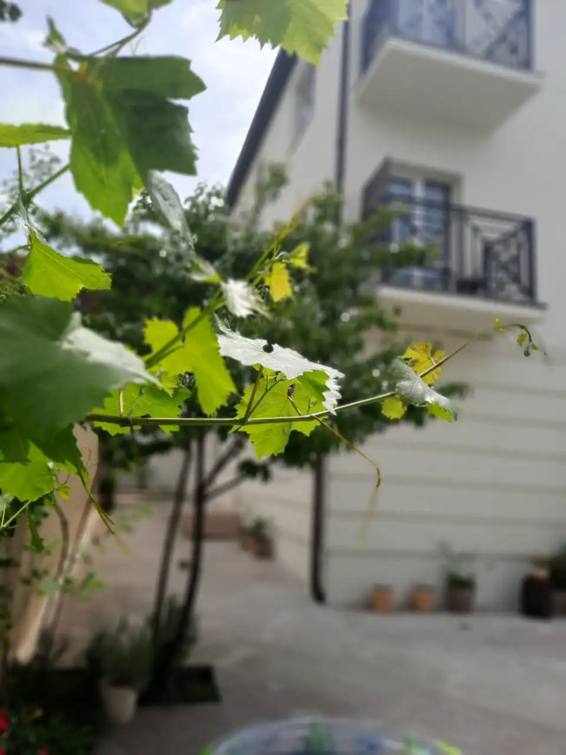 Гостевой дом Limonade