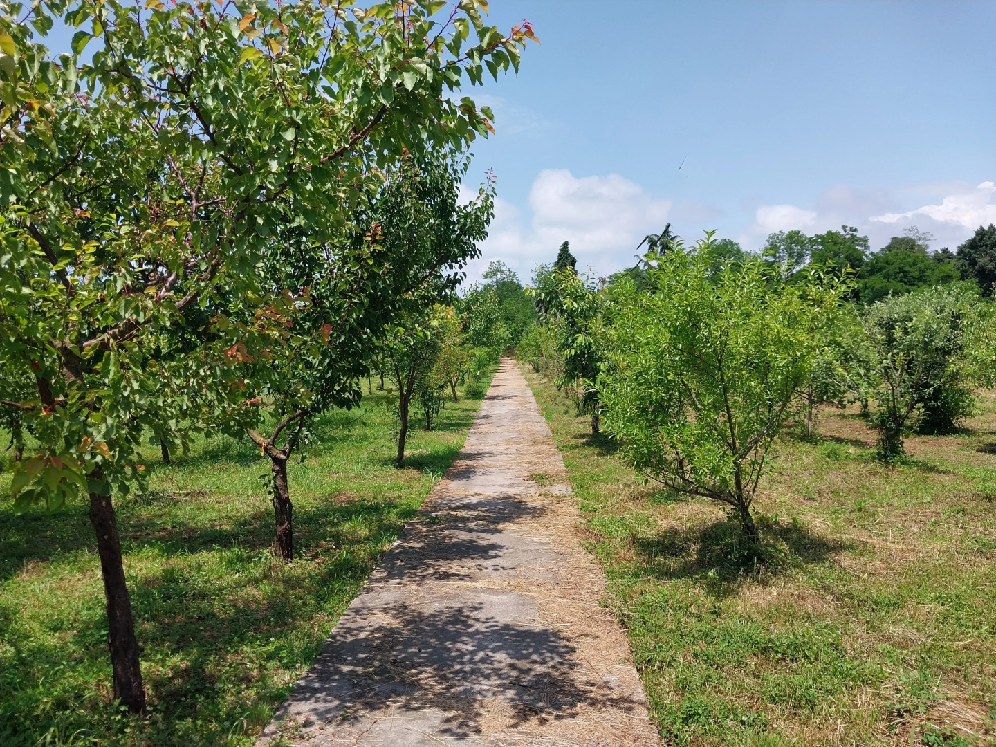 Отель Мандариновый берег