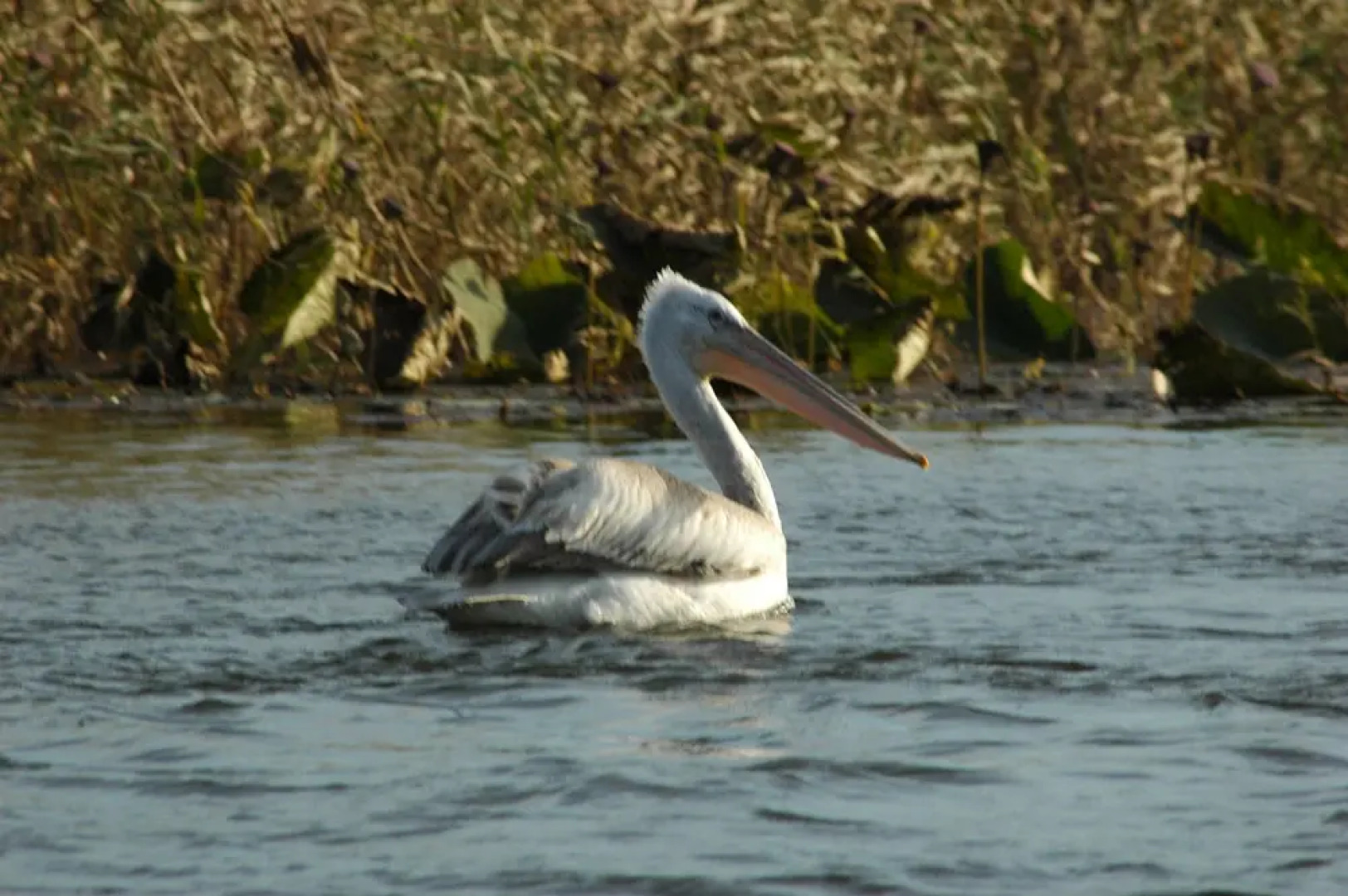 База Отдыха Найт-Флайт Дельта