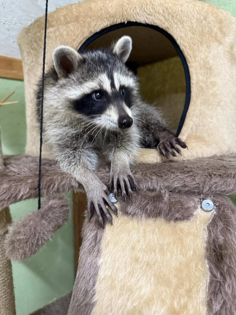 Глэмпинг Мыс