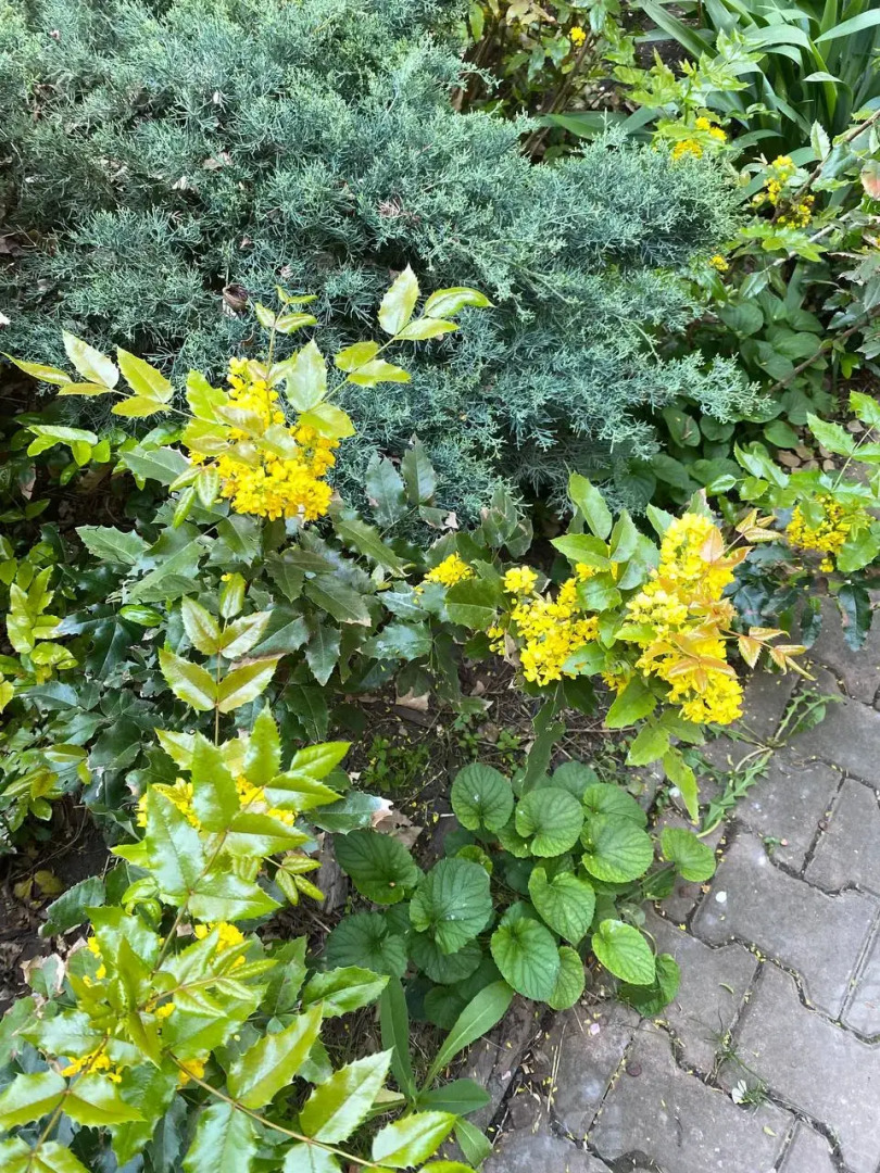 Частный дом с садом и бассейном