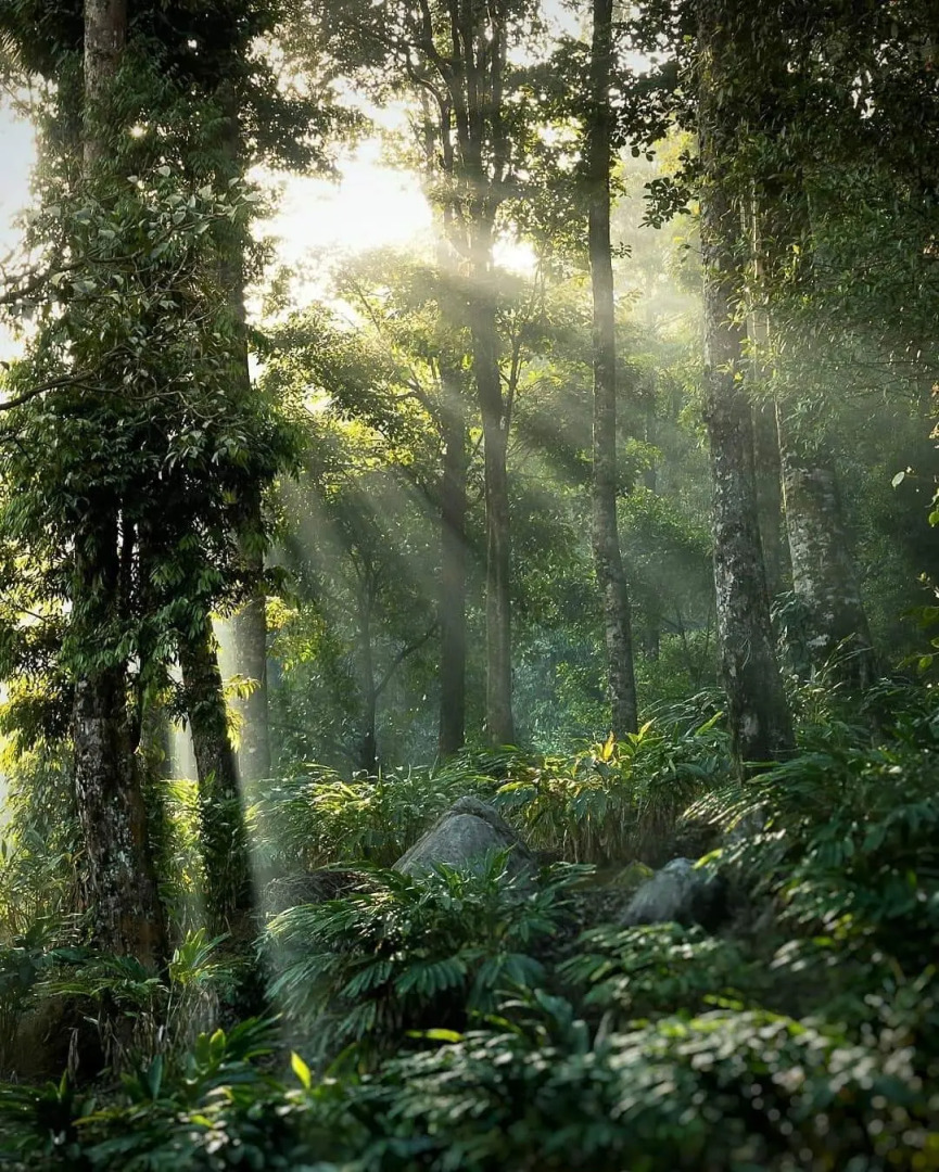 Moon Hill Resort Munnar ( Nature Retreat )