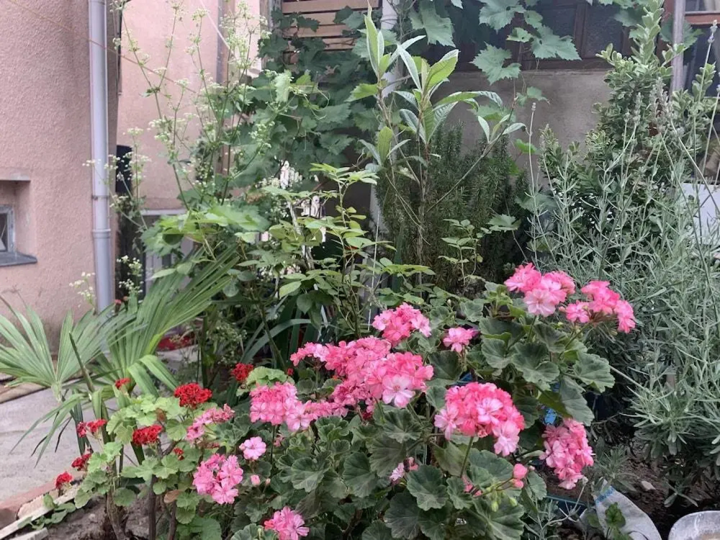 Your House in Tbilisi