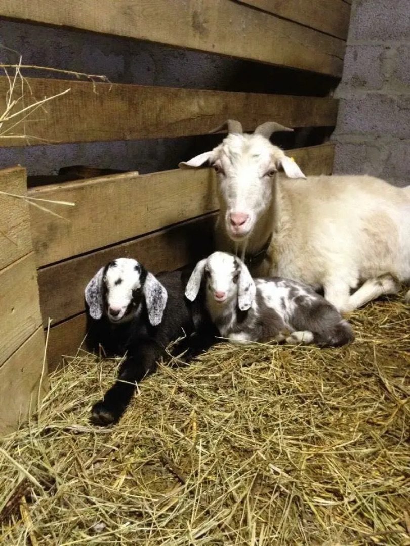 Ферма Колхидские Ворота