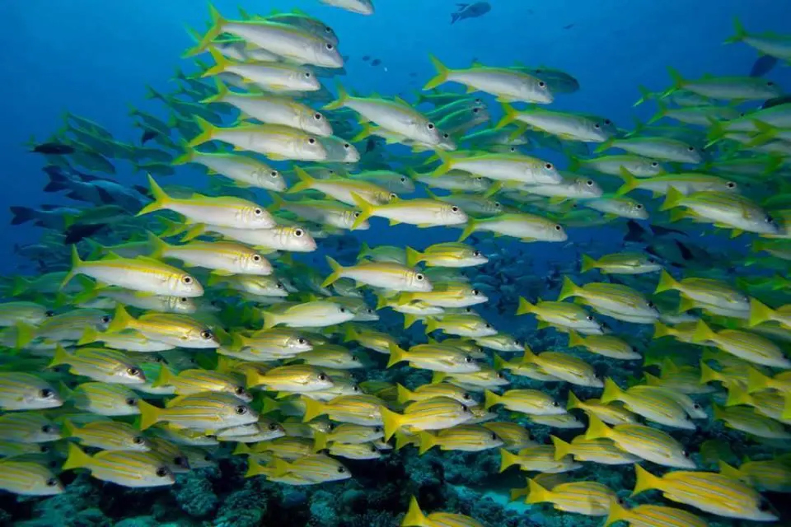 Гостевой Дом Dhonfulhafi Retreat