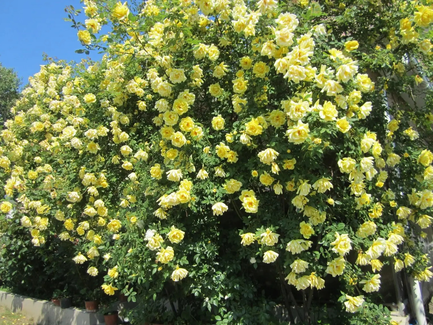 Валента (Курортное)