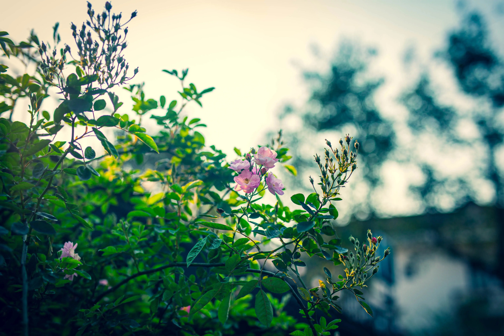 Гостевой дом Green Sapa Homestay