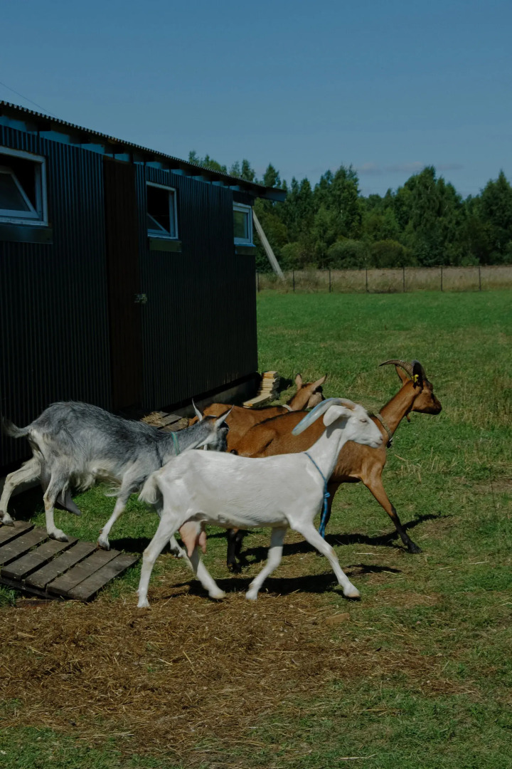 База отдыха Мечта Сурсово