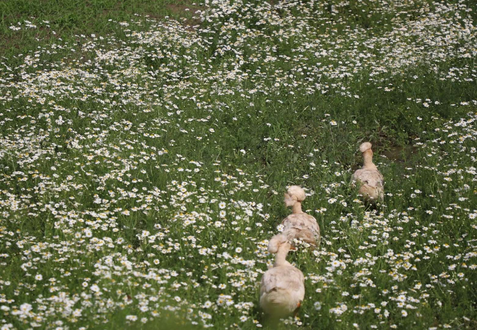 Экохуторок Сергеевка