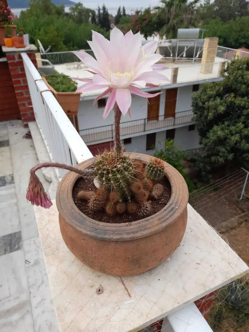 Bed&Breakfast Akdeniz Pansiyon