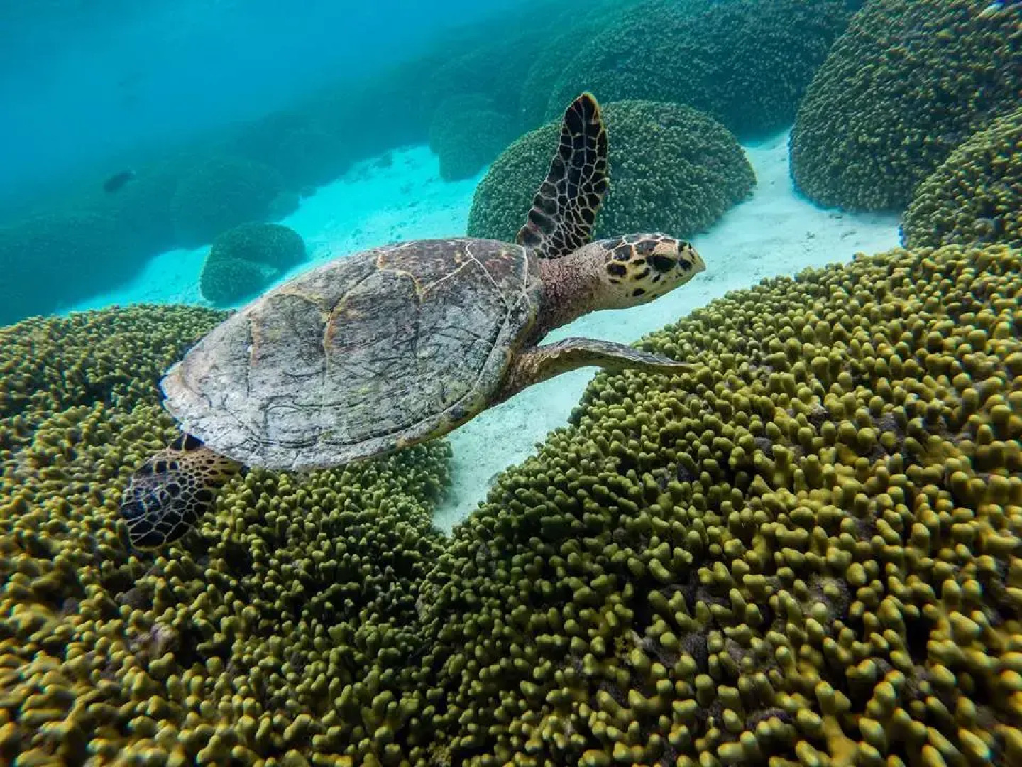 Гостевой Дом Holiday Cottage Maldives