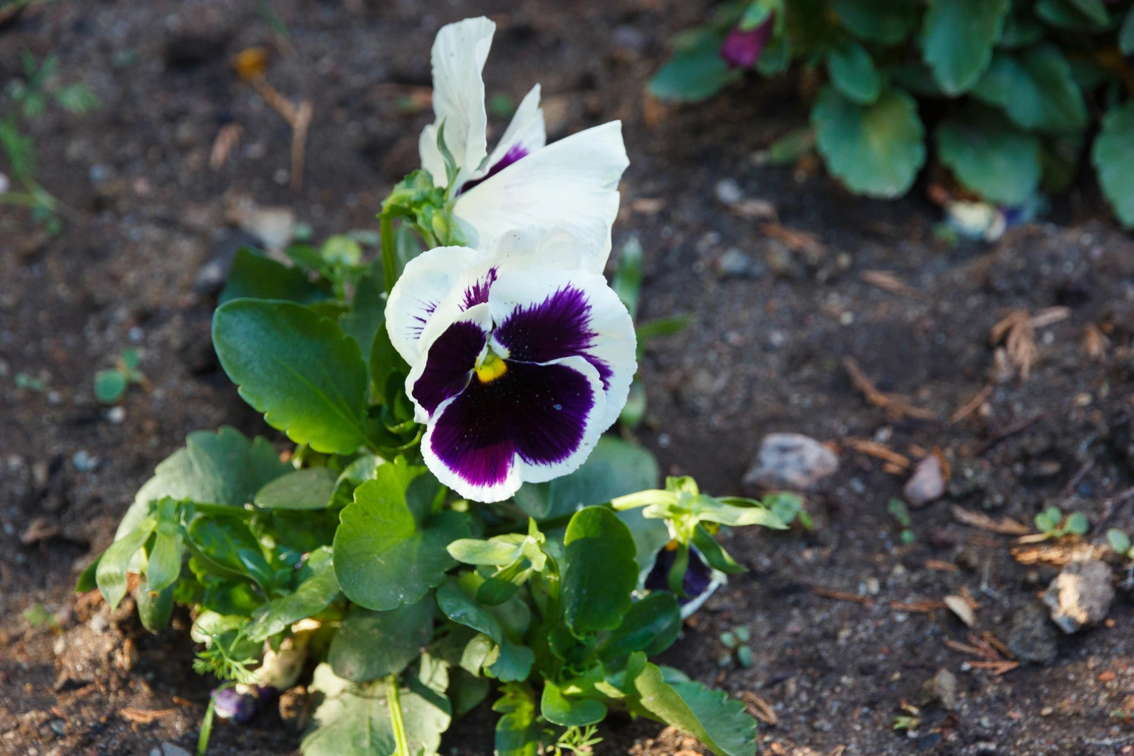 Меблированные комнаты Вилла Северин