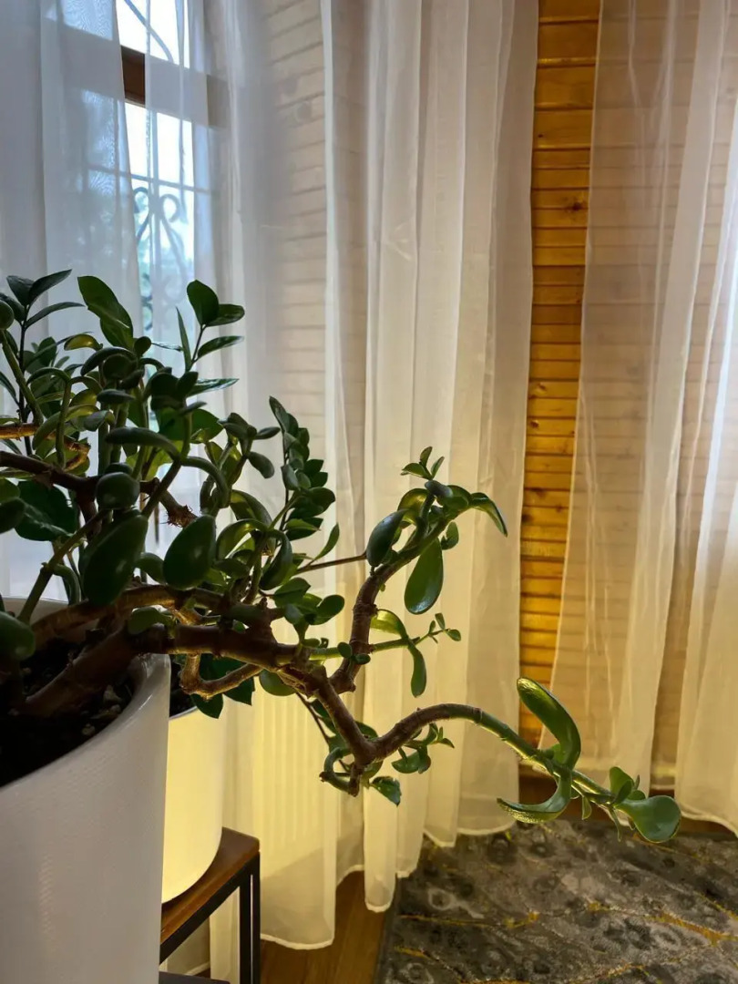 Частный дом Кошкин дом