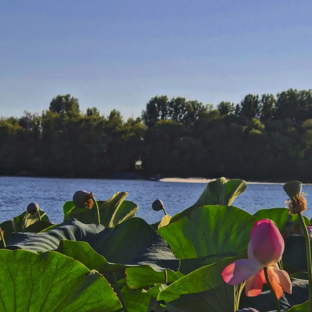 Гостевой дом Хвоя