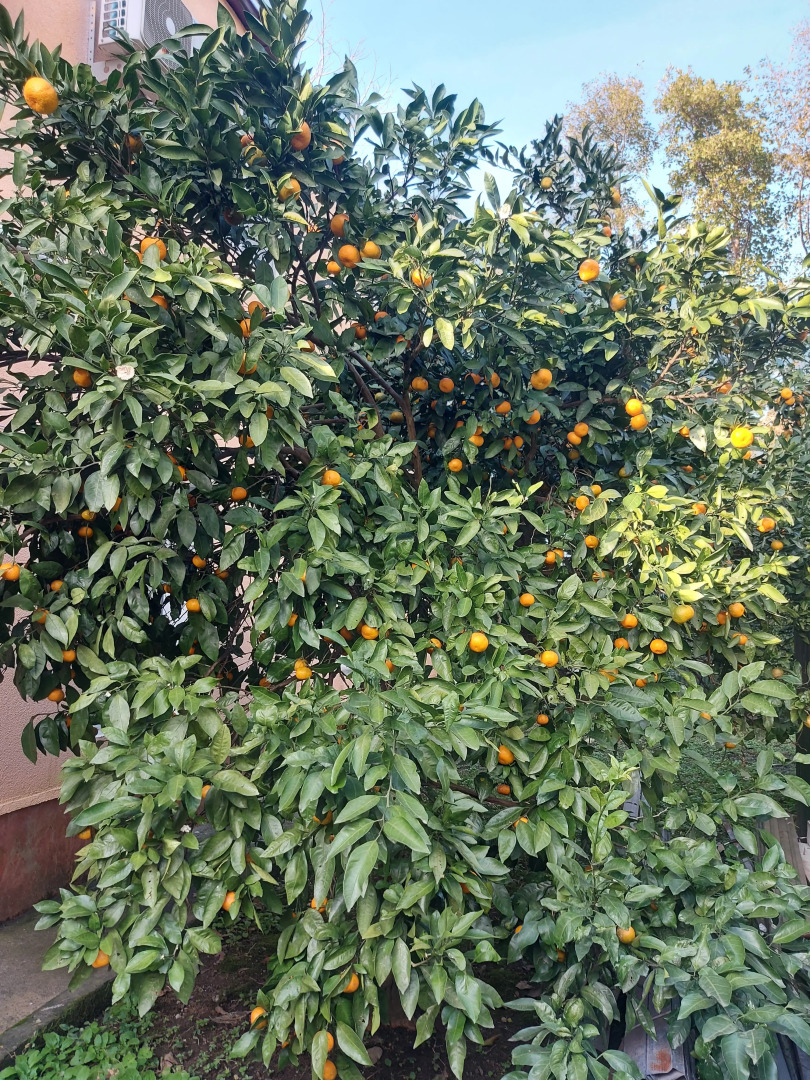 Гостевой дом California